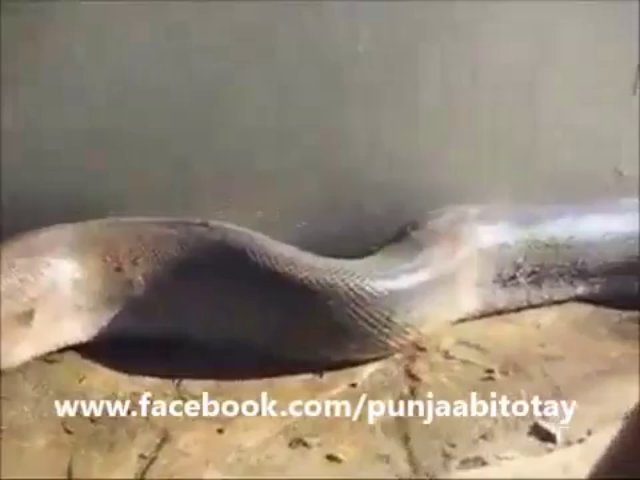 Big Snake on the Earth