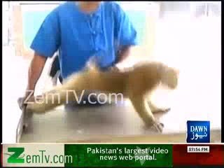 Monkey Doing Exercise to Get Six packs Abs.