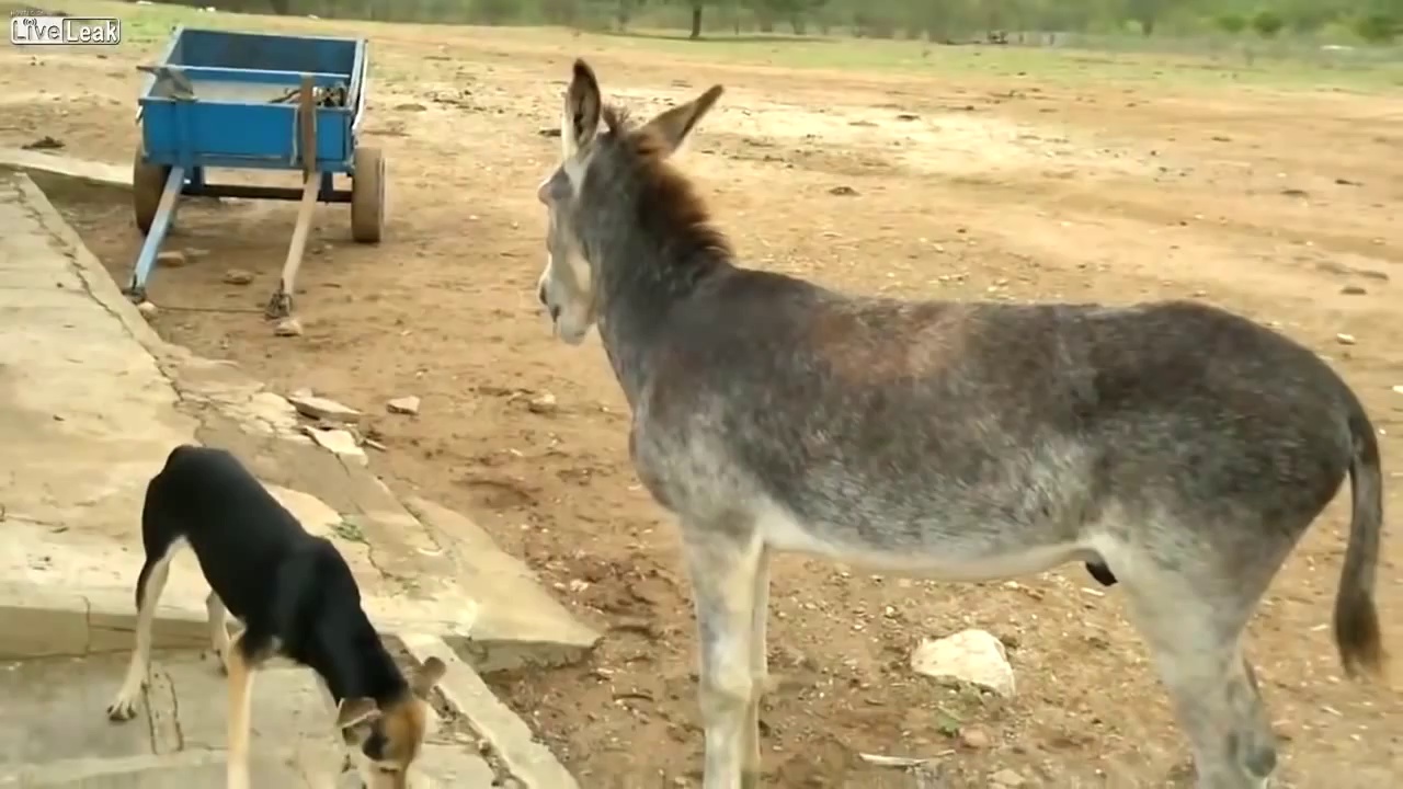 Donkey And Dog funny