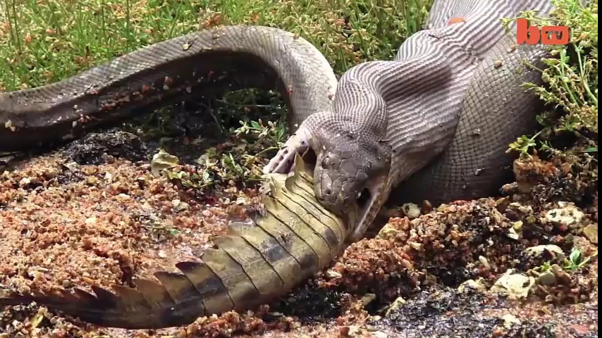 Snake swallowing alligator was 15 minutes!