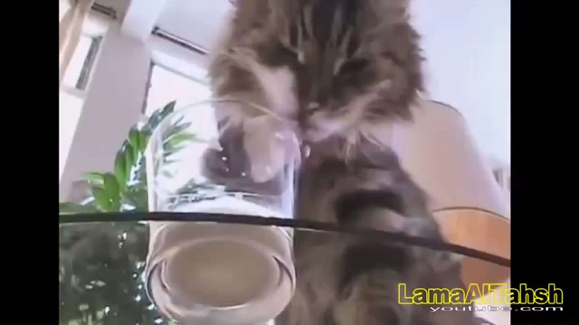 Funny videos 2014 - Funny Cats - Best Funny Fails Compilation Fail Funny 2014