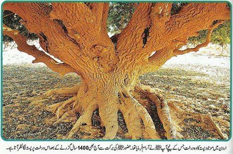 The Living Sahabi Tree | Short Documentary