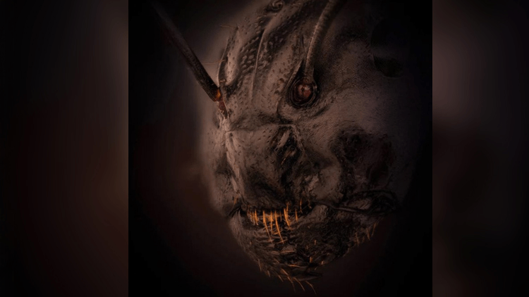 Lithuanian photographer has made a close-up demonic ant shot public