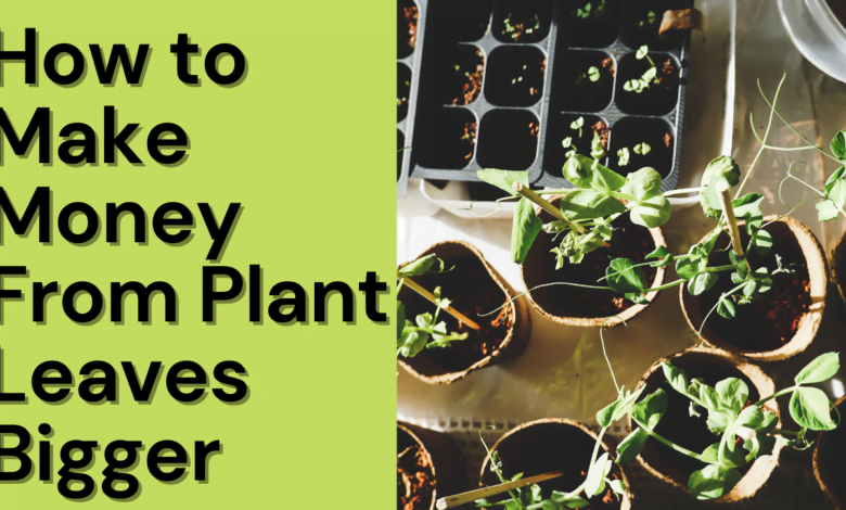 How to Make Money Plant Leaves Bigger