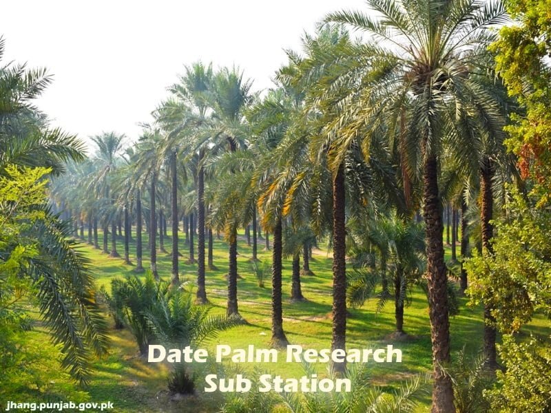 Date Palm Research Sub Station Jhang