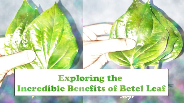 Exploring the Incredible Benefits of Betel Leaf