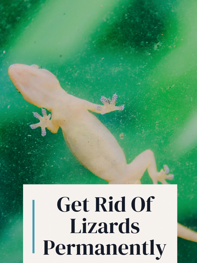 Get Rid Of Lizards Permanently